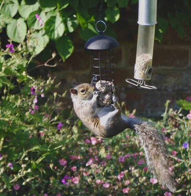 Animal in container garden