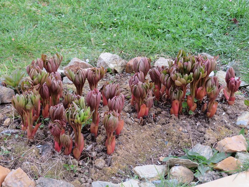 Planting peony in soil
