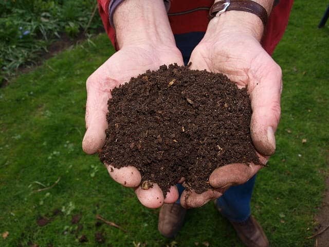 Organic compost in hand for vegetable garden