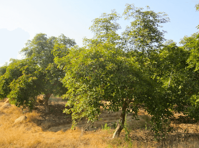 How Much Sun Does an Avocado Tree Need