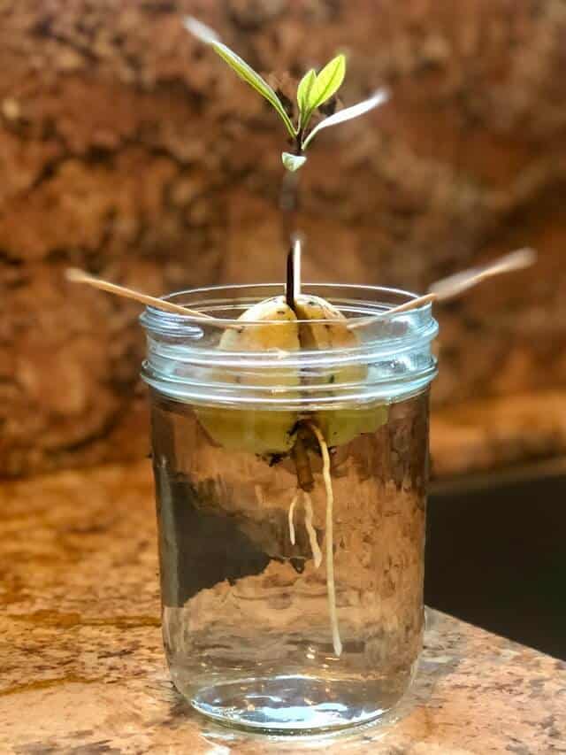 When to Transplant Avocado Seed into Soil 1 When to transplant avocado seed into soil