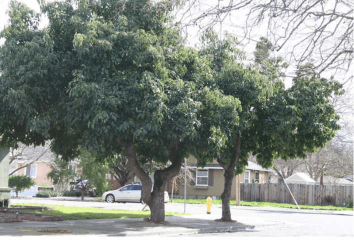 How Tall Does an Avocado Tree Grow? 1 How Tall Does an Avocado Tree Grow