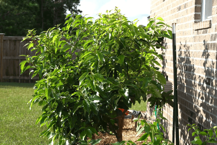 grown avocado tree on sunlight