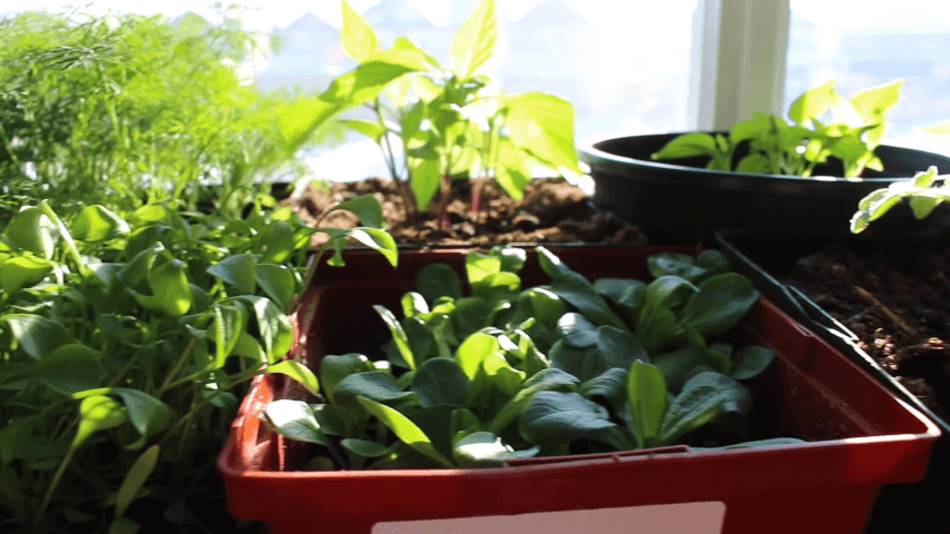 Can I make an indoor vegetable garden
