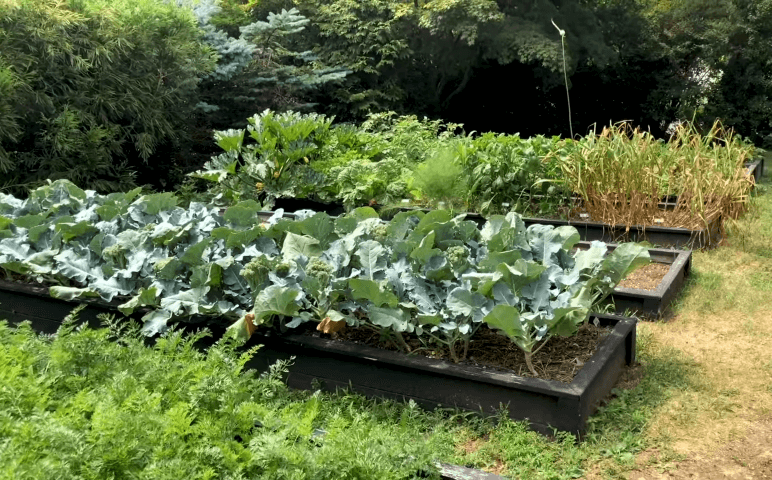 Raised bed vegetable gardening for beginners
