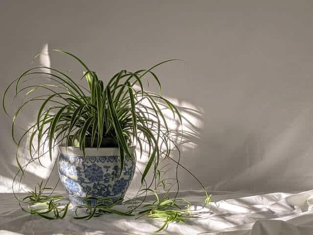Spider plant care