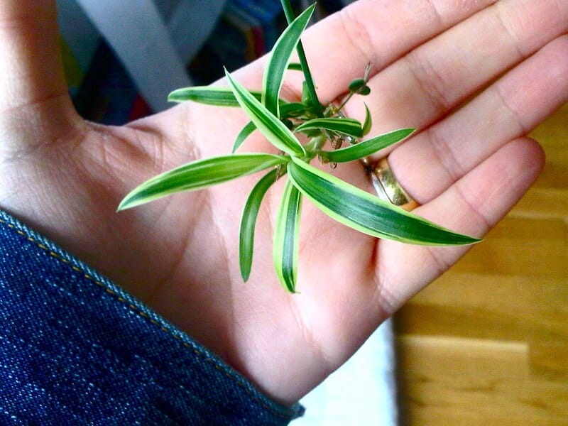 spider plant babies