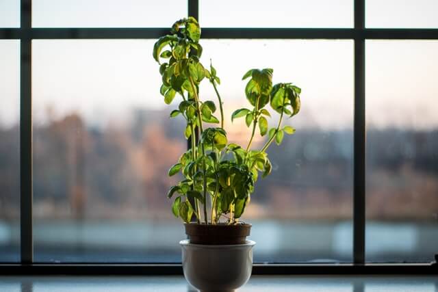 How long do basil plants live