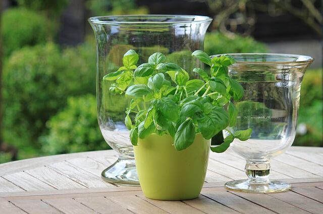 Basil plant indoor